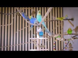 Epic 3 Hour Budgie Sound Adventure