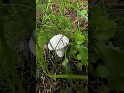 Would you EAT these Mushrooms? 🍄#mushroom #bushcraft #camping
