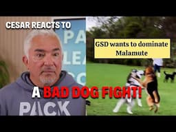 Food Rage: Why Peace Is Impossible Between These Dogs | Cesar Reacts