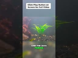 Easy Aquarium Plants: Java Fern Care for Beginners!