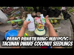 TACUNAN DWARF COCONUT SEEDLINGS. INSECTICIDES / FOLIAR/ DITHANE MAINTENANCE