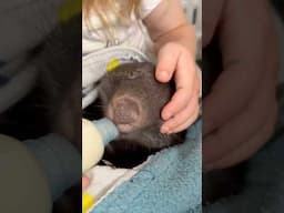 My daughter the mini WOMBAT WARRIOR 🐻👩‍🦳 #aussiewildlife #animalrescue #wombat