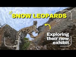 Preparation | Snow Leopards explore new Exhibit
