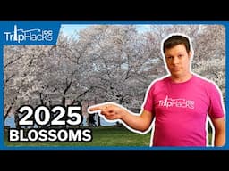 Washington DC 2025 Cherry Blossom Season 🌸Important Info!