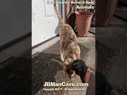 CAT Favorite SCRATCH SPOT JBManCave.com #Shorts