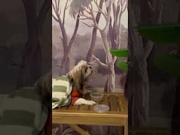 Camping Shihtzu