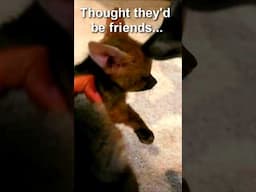 Bat Ear + Cape Fox baby First meeting didn't go as planned! #pets