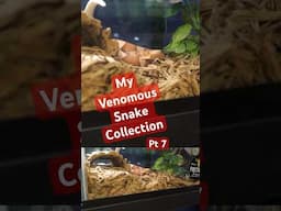 I Keep Venomous Snakes—Here’s My Full Collection! Pt 7 #venomouscreatures