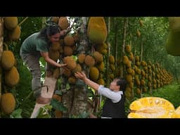 Harvesting jackfruit on tall trees, taking care of animals on the farm, SURVIVAL ALONE