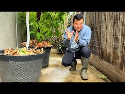 Tips on Growing Tropical Fruit Trees in Containers