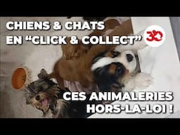 ENQUÊTE - Animaux vendus en "CLICK & COLLECT" : ces animaleries qui CONTOURNENT LA LOI !