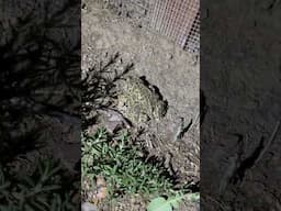 First toad of the season