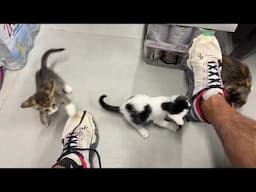 The Sweetest Kittens, Before Moving in their New Area! - Takis Shelter