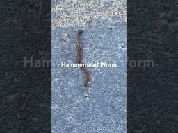 ￼Hammerhead Worm