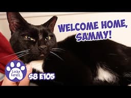 How To Trap A Missing Cat, Welome Home Sammy! - Lucky Ferals S8 E105 Vlog