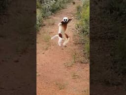 Coquerel's sifaka #foryou #americe #usa #tranding #monkey #coquerel #funny