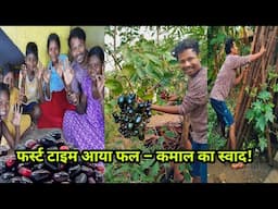 Barish Wale Special Jamun Fruit | SWEET FRUIT  JAM FRUIT | JAVA FRUIT