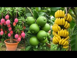 🔴LIVE 🌿The Best way to Grow Fruit Trees Quickly using These Simple Tricks! #live
