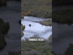 Alaska grizzly bear and brown bears hunts: What’s the difference? #hunting #brownbear #grizzlies