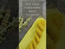 DYE at HOME NATURALLY with Weld FLOWERS