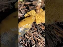 Banana Slugs (Ariolimax) Going Hungry: Chris Cornell Tribute