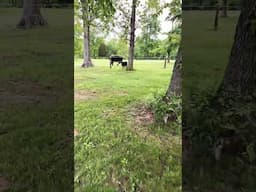 First calf for 2025