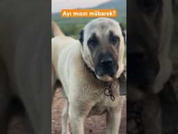 Dev gibi kangal köpeği. Kafaya dikkat