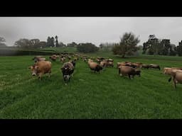 Heifers On Level 2 & Swimming With New Grass!