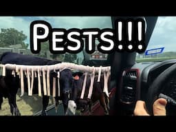 How We Treat for Flies!