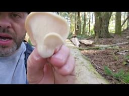 Oyster Mushroom Identification, forage, and cook!