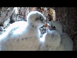 Kestrel Chicks Learn to Feed Themselves - And Each Other! | Jenny & Jasper | Robert E Fuller