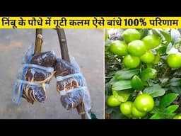 नींबू के पौधे में गुटी कलम ऐसे बांधे 100% परिणाम