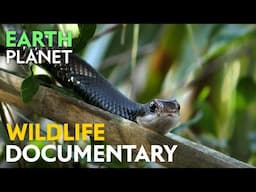 The Eternal Swamps - Wildlife documentary | Jungle Planet series | Nature Animal Documentary
