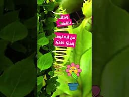 أبطال المناخ | فخ زهرة فينوس | كرتون نتورك
