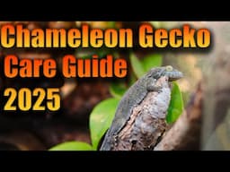Chameleon Gecko Care Made Easy! [Chameleon Gecko Care Guide 2025]