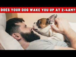 Does Your Dog Often Wake You Up Between 2-4 AM? Here Is What It Means