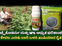 ಟ್ರೈಕೊಡರ್ಮ ಮತ್ತು NPK ಅಧ್ಬುತ ಫಲಿತಾಂಶ | trichoderma and NPK results | tricoderma & NPK motherculture