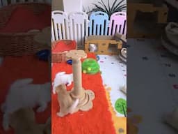 Cute baby kittens 🤗🥰🥰 #kitten #cutecats #babycat #shorts