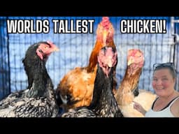 We Got Indio Gigantes! Meet Our New GIANT Chickens from Greenfire Farms!