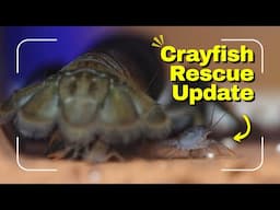 Crayfish Conservation Rescue Update