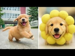 Funniest & Cutest Golden Retriever Puppies #1 😂 30 Minutes of Funny Puppy Videos 2025