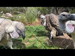 March 12 - Vultures