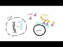 GCSE Biology - B13 DNA structure and protein synthesis OVERVIEW