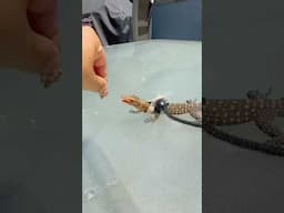 LIZARD ON A LEASH!!!🦎#quincemonitor #komododragon #lizard #reptiles #animals #pet #fyp