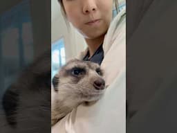 This Meerkat's Face!!!