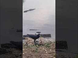Crows Are So Smart!