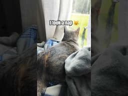 😺 CAT HAD A LOT TO DO TODAY .... TOOK A NAP 😴 #catvideo