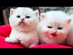 Beautiful cat video playing in the yard with animals - Cat meowing
