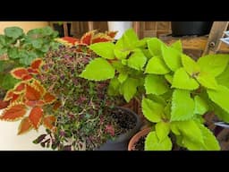 February Indoor Plant Tour 2025🌿🍃🌸 Houseplant Tour 🌿