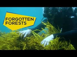 Saving the world’s forgotten forests – World Oceans Day 2025